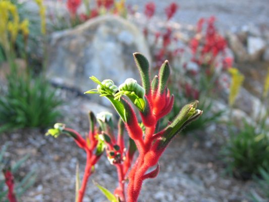 Anigozanthos Bush Dance