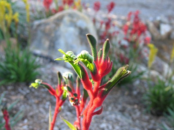 Anigozanthos Bush Dance