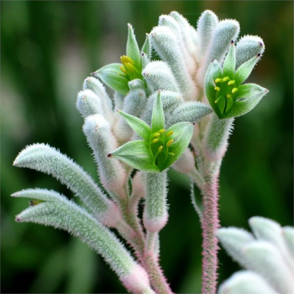 Anigozanthos Bush Diamond