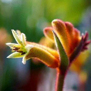 Anigozanthos Bush Fire