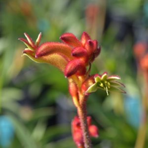 Anigozanthos Bush Flare