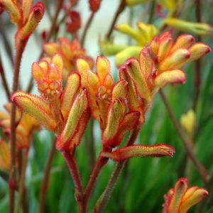 Anigozanthos Bush Fling