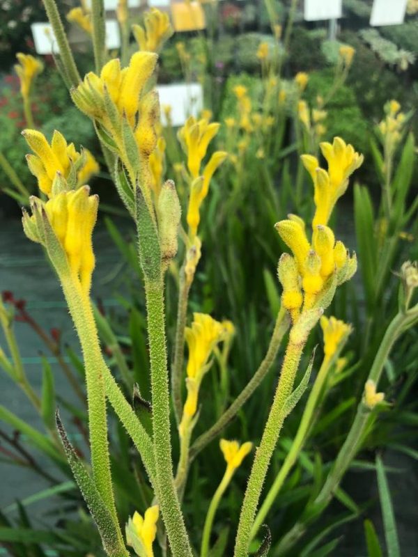Anigozanthos Bush Gold