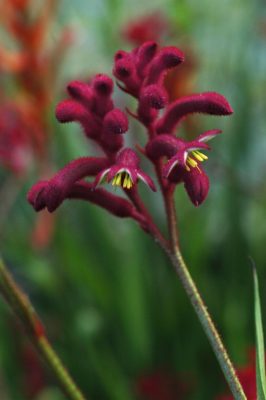 Anigozanthos Bush Joker