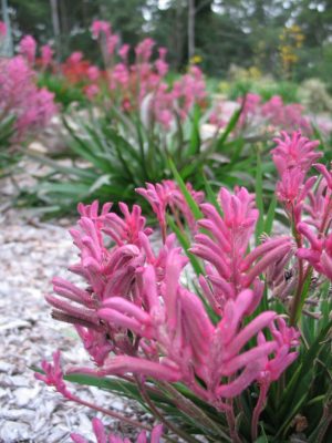 Anigozanthos Bush Pearl