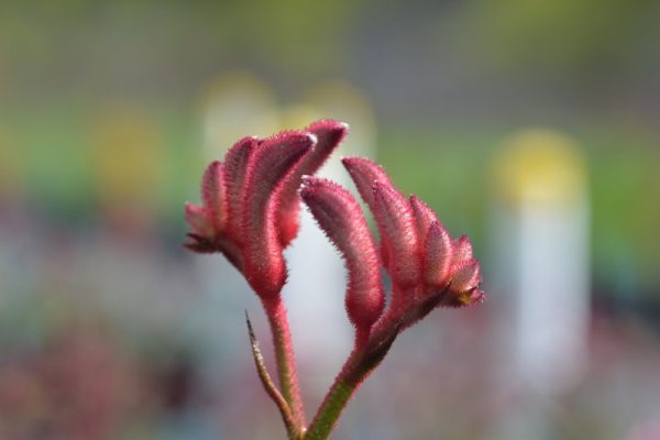 Anigozanthos Bush Princess