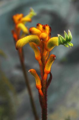 Anigozanthos Bush Tenacity