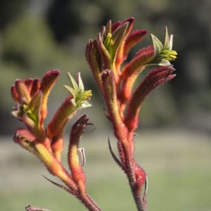 Anigozanthos Bush Vitality