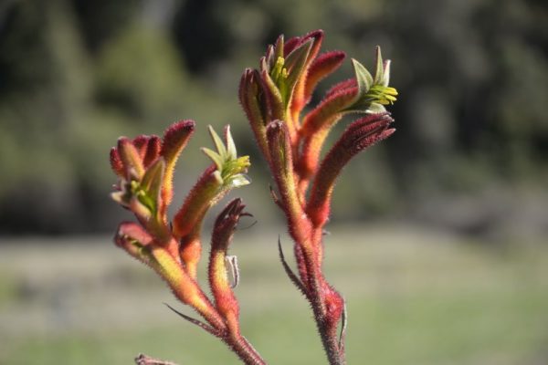 Anigozanthos Bush Vitality