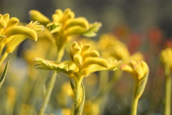 Anigozanthos Bush Zest