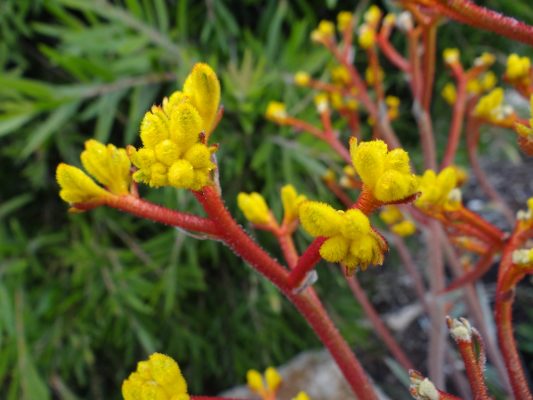 Anigozanthos Frosty Yellow