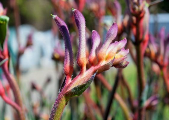 Anigozanthos Kings Park Royale