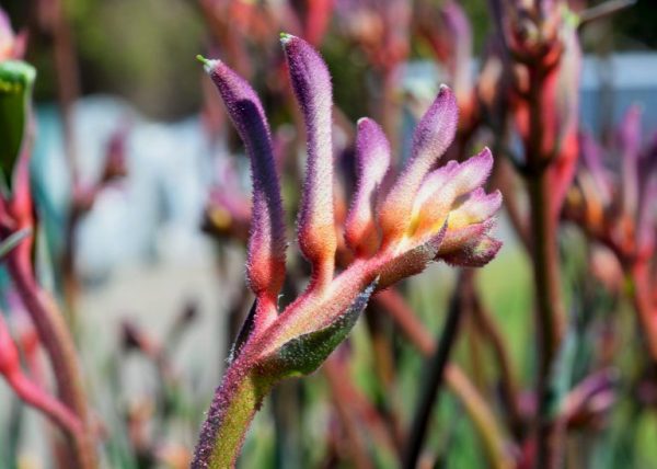 Anigozanthos Kings Park Royale