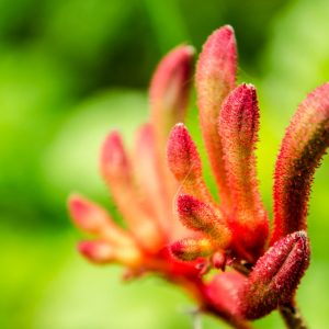 Anigozanthos Table Top Circus