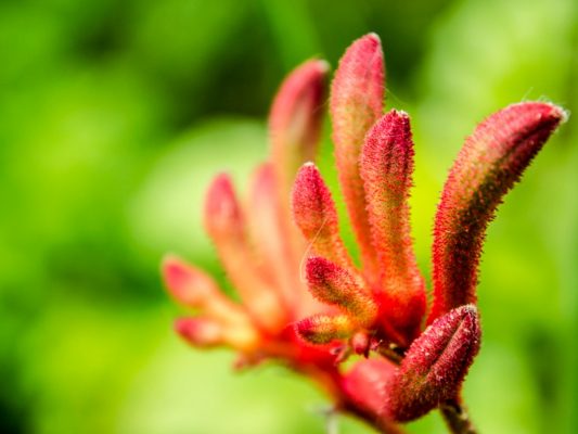 Anigozanthos Table Top Circus