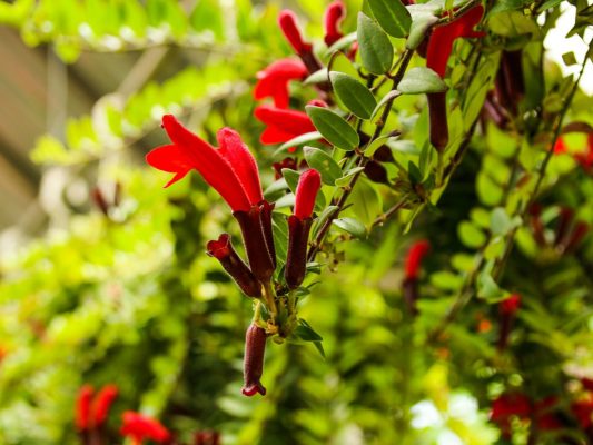 Anigozanthos Table Top Lipstick