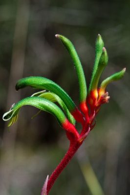 Anigozanthos Table Top Sprite