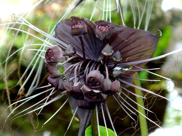 Bat Plant Black