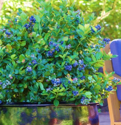 Blueberry Peach Sorbet
