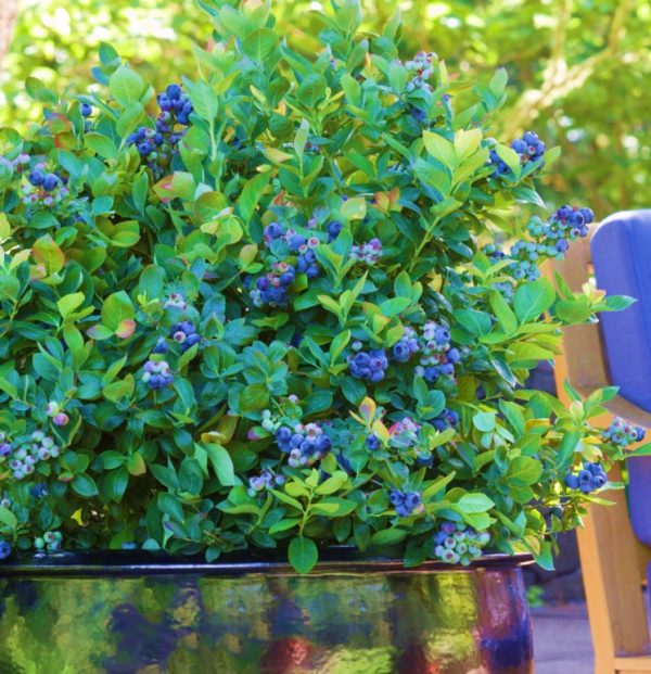 Blueberry Peach Sorbet