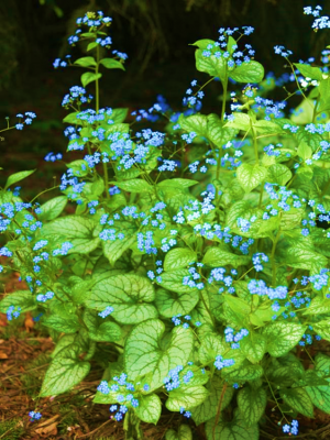 Brunnera Jack Frost