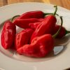 CAPSICUM AJI RICO