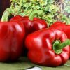 CAPSICUM CAL WONDER