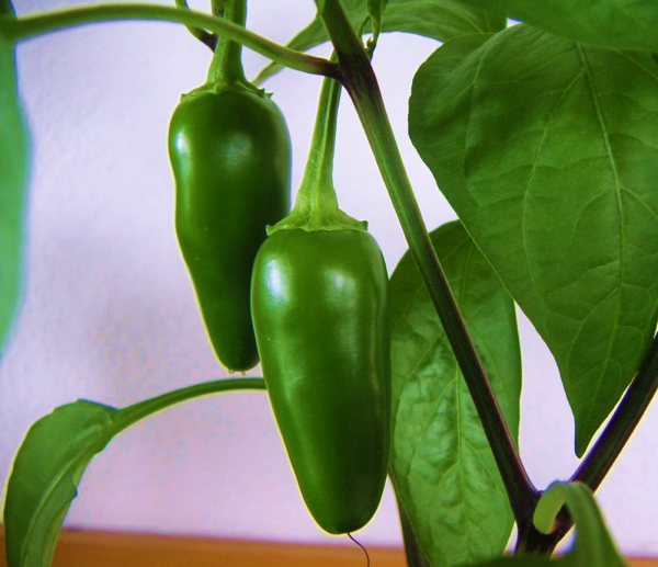 CAPSICUM FOOLED YOU SEED