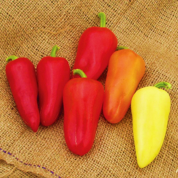 CAPSICUM MARIACHI F1 SEED