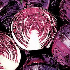 Cabbage ruby Perfection