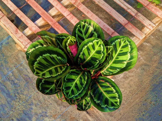 Calathea Illustris