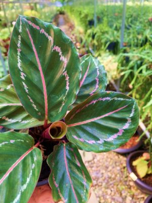 Calathea Jungle Rose