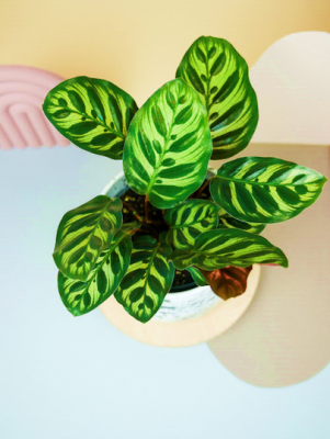 Calathea Makoyana