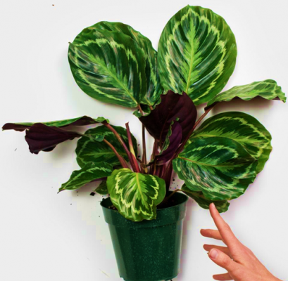 Calathea Medallion