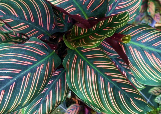 Calathea Sanderiana