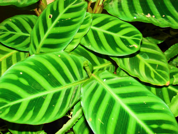 Calathea Zebrina