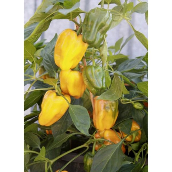 Capsicum Mohawk F1 1 2
