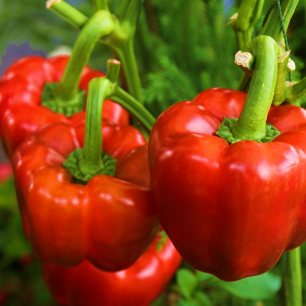 Capsicum Yolo Wonder