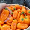 Capsicum orange snack