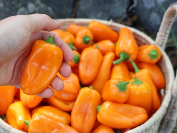 Capsicum orange snack