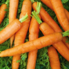 Carrot Little Fingers Baby
