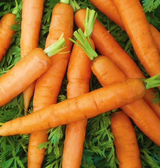 Carrot Little Fingers Baby