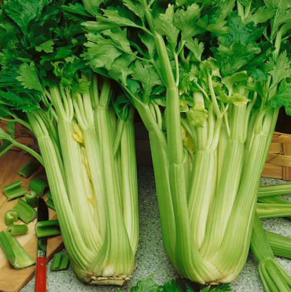 Celery Tall Utah