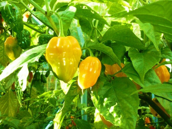 Chilli Habanero Yellow