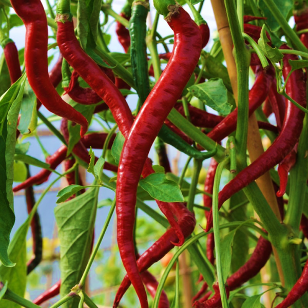 Chilli Long Cayenne Hot