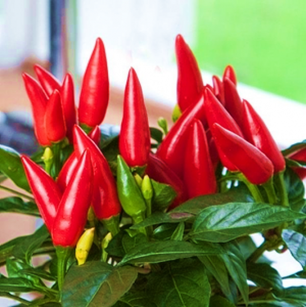 Chilli Macho
