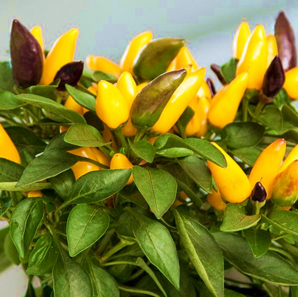 Chilli Zamora Yellow