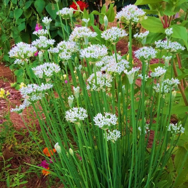 Chives Garlic
