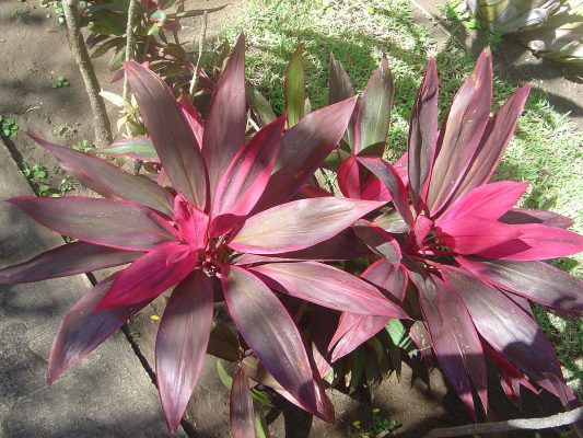 Cordyline Mahatma
