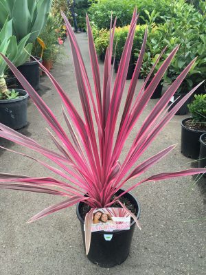 Cordyline Pink Variegated